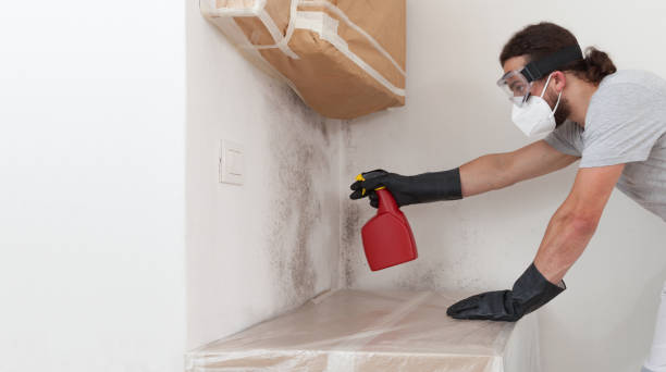 Professional Black Mold Remediation technician working in Lilly, PA