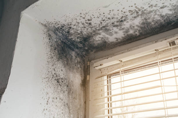 Affordable Black Mold Remediation solutions in Lilly, PA