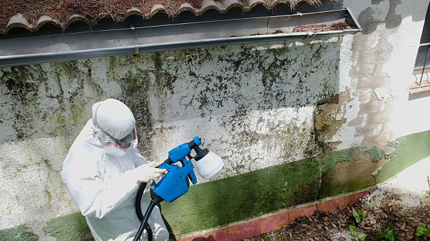 Top rated local Black Mold Remediation specialists in Lilly, PA